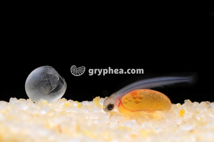 Truite - Eclosion de l'alevin de truite - gryphea.com